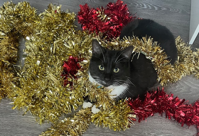 Christmas RSPCA Donation